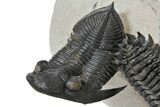 Zlichovaspis & Crotalocephalina Trilobites - Stunning Preparation #126305-7